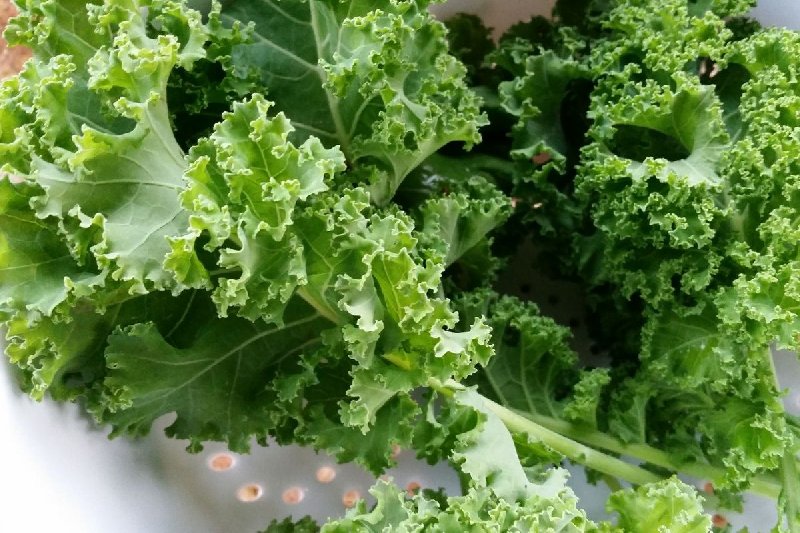 Jarmuż zapobiega nowotworom